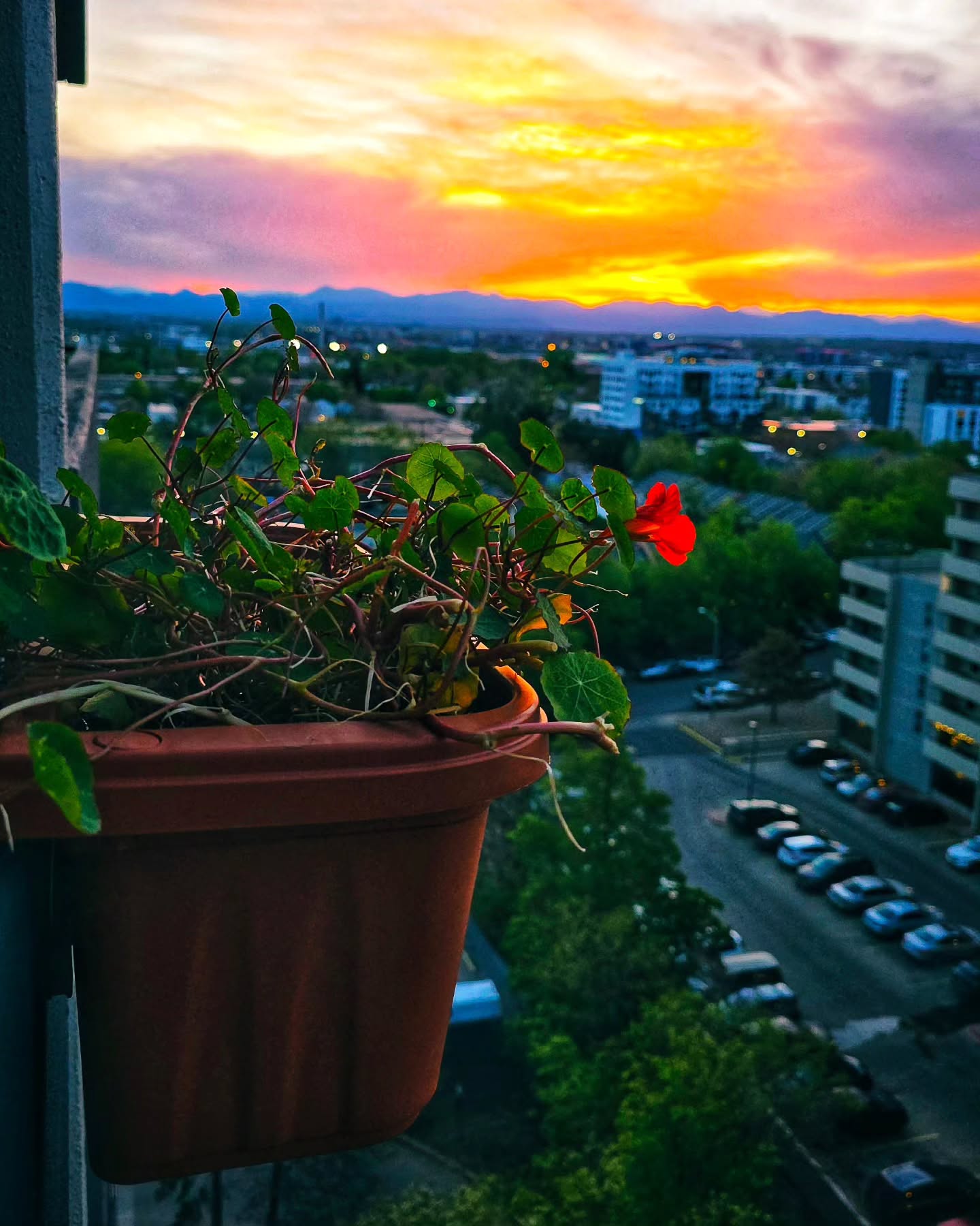 My nasturtiums survived the move from the Aerogarden to…