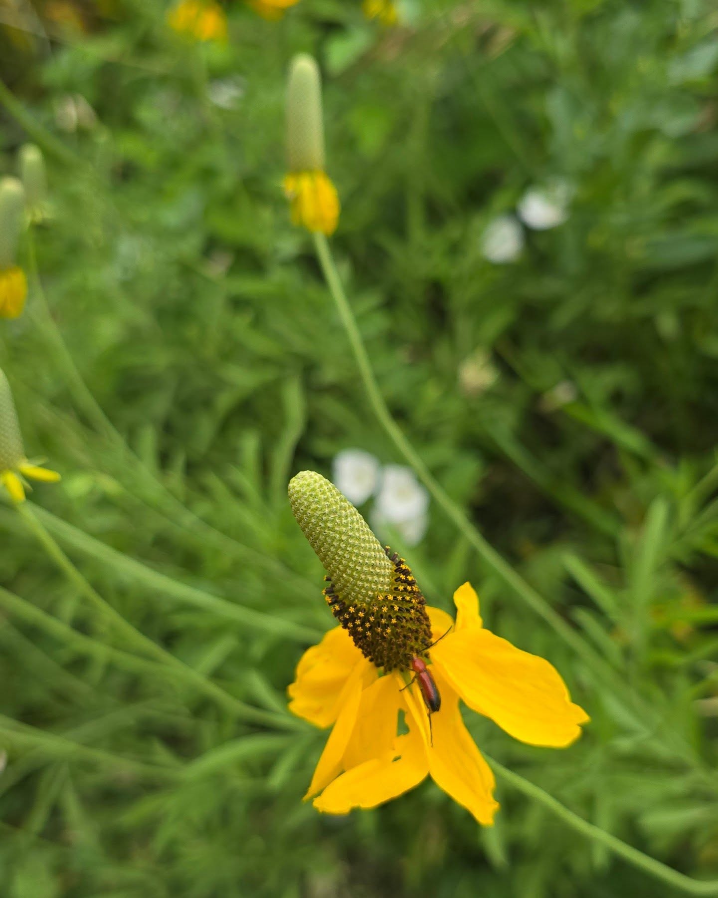Walked along the creek this morning to avoid stopping for…