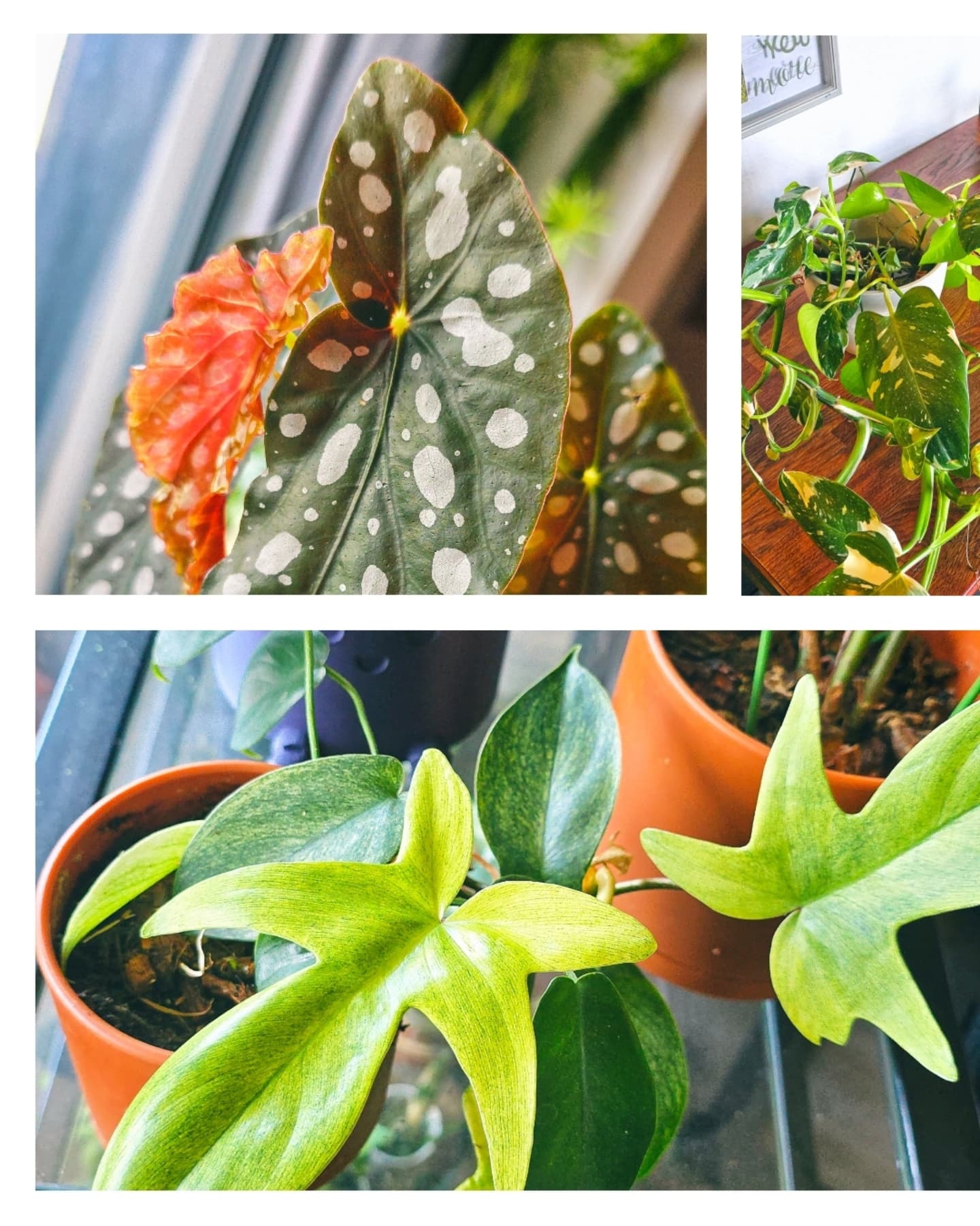 Most of my plants are enjoying this heat but some need a…
