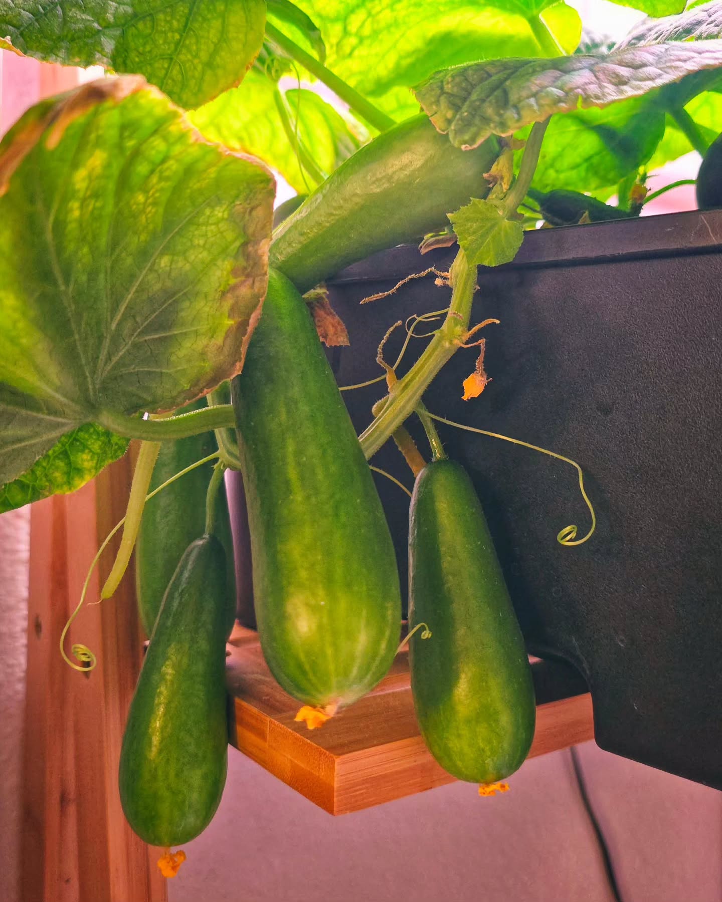 My first attempt at growing cucumbers is going really well….