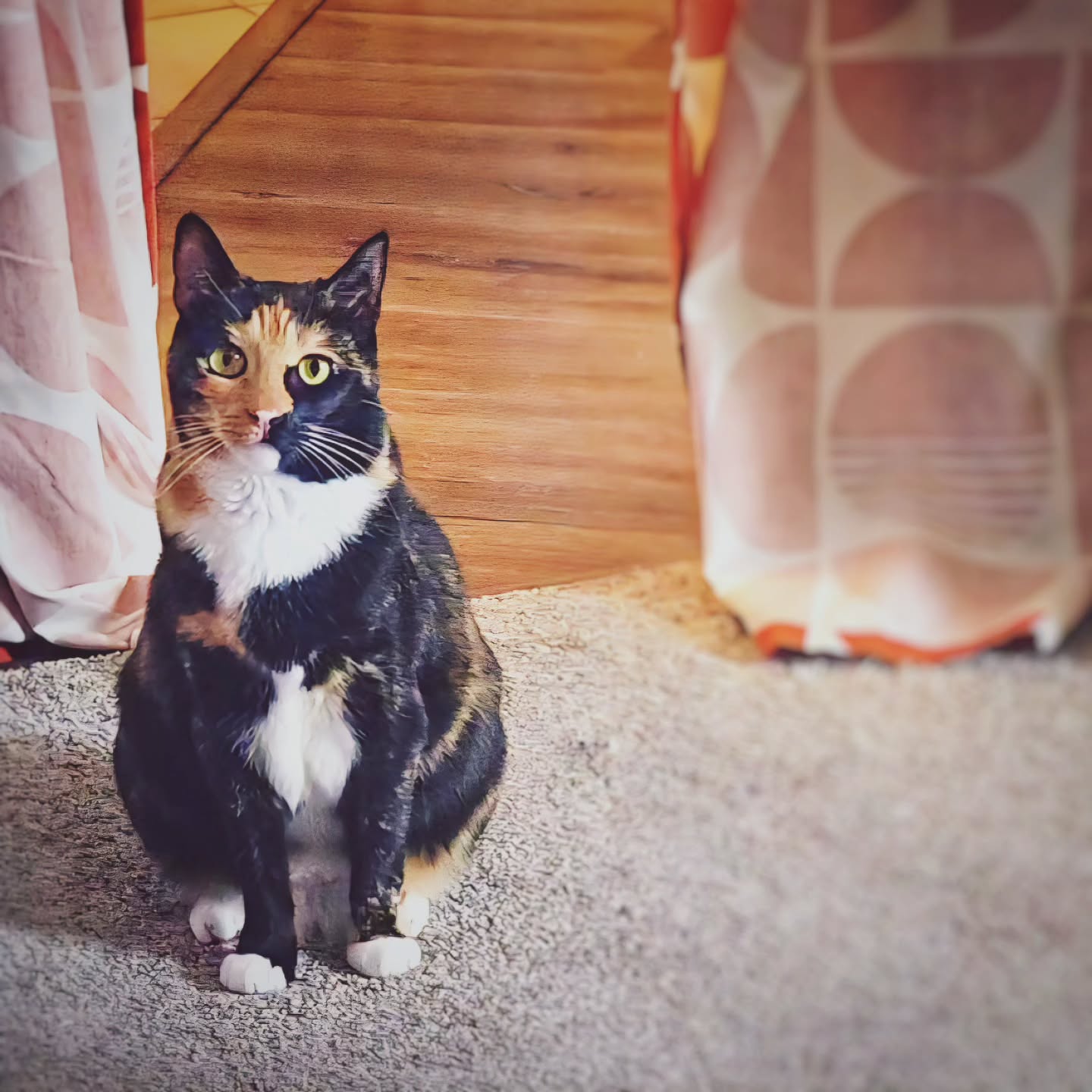 I've always wanted a chonk.  This is just an illusion…