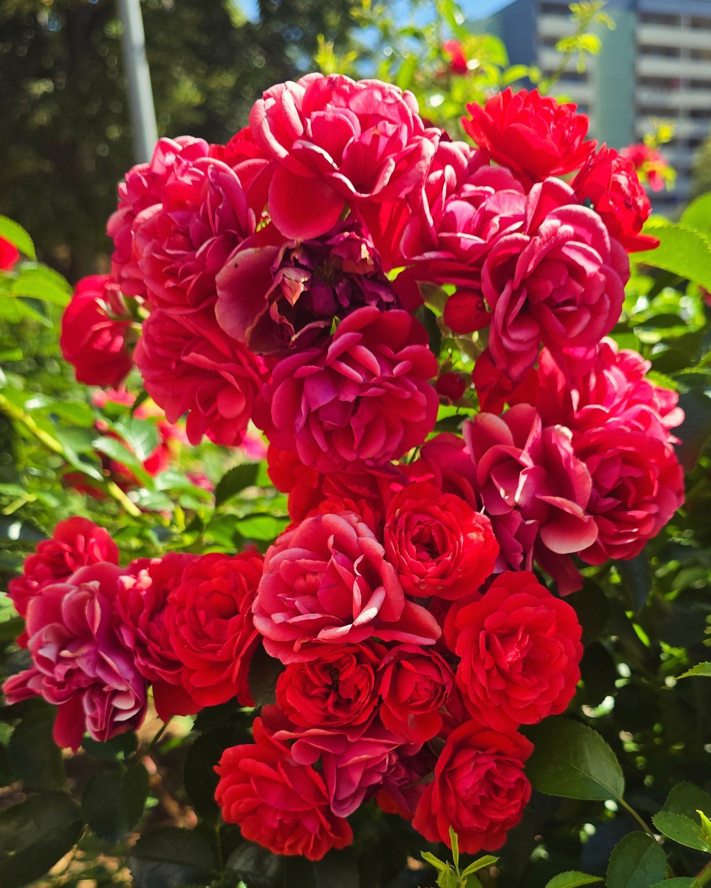 This home across the street has the most striking rose…