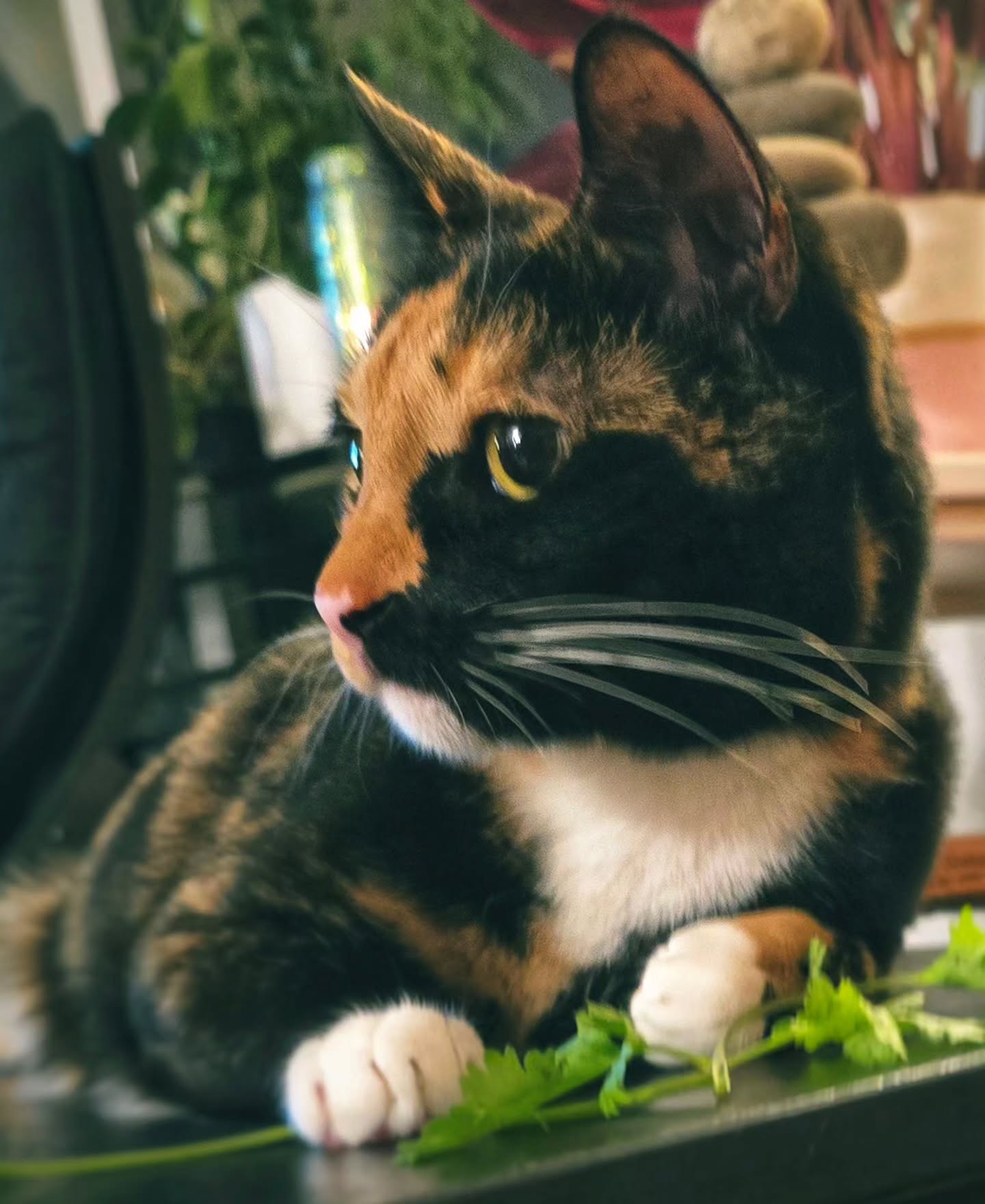 Found out that she really likes cilantro.