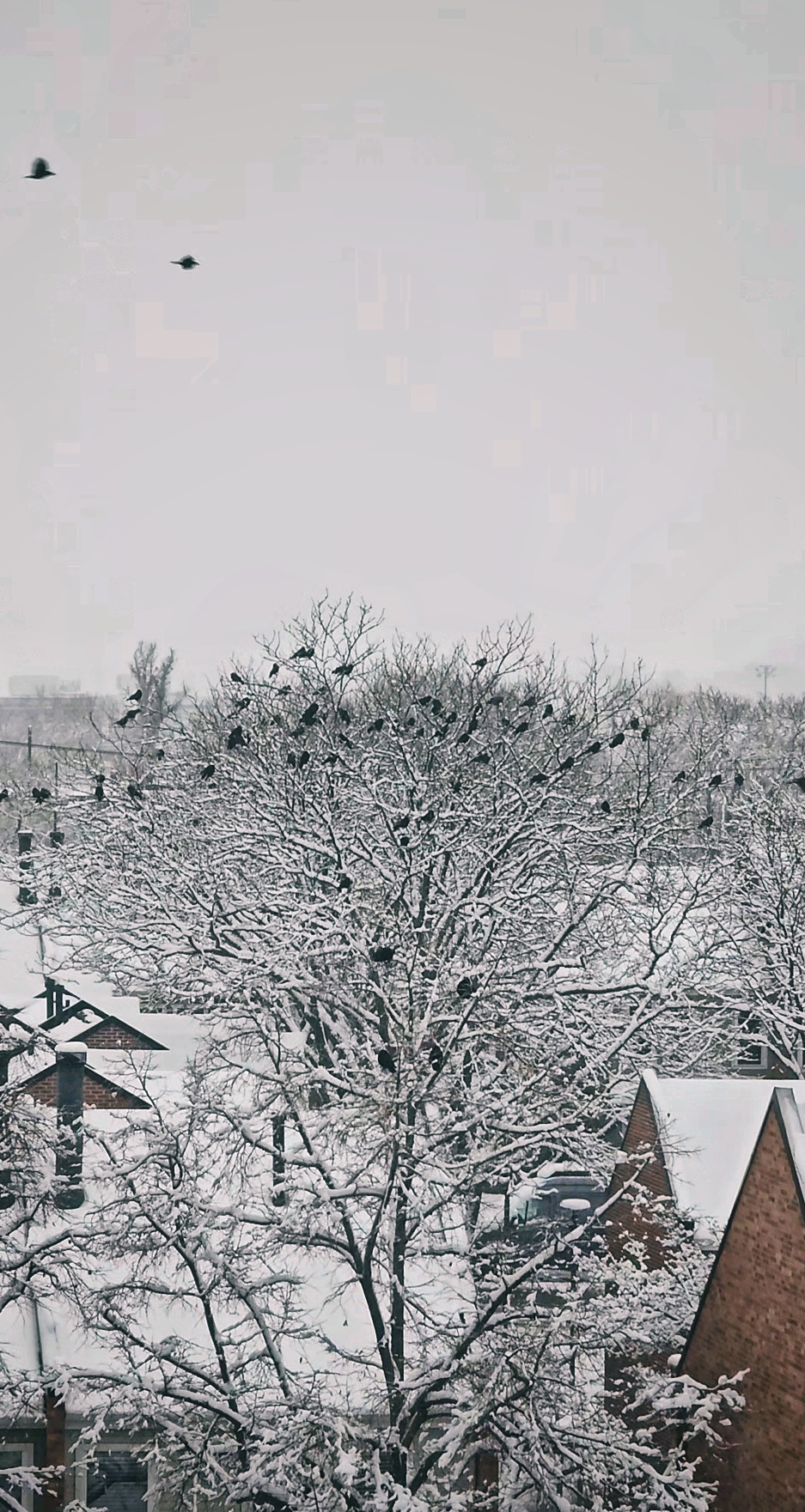 Kinda obsessed with all the crows congregating downtown.