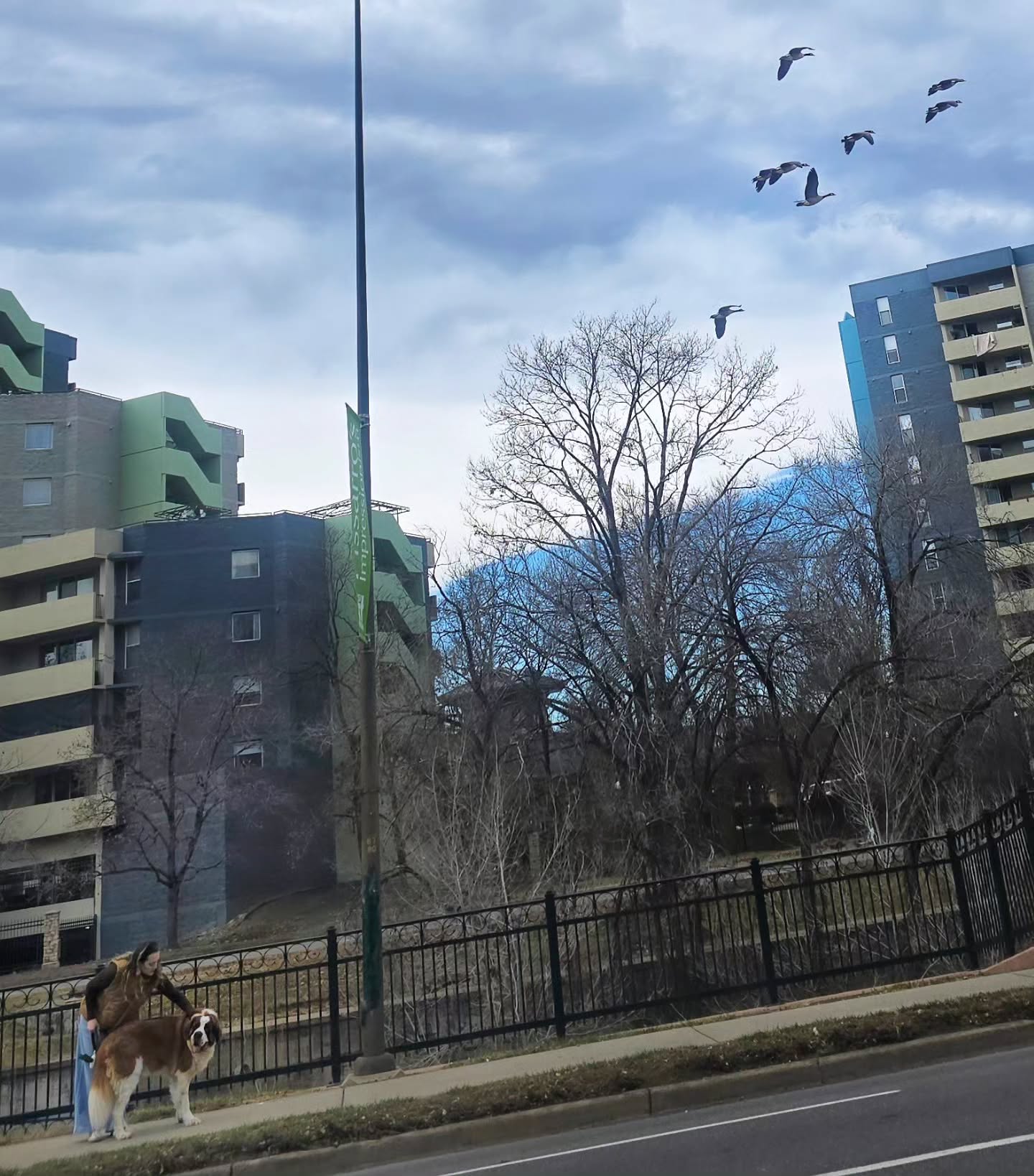 The geese are really out today!Seeing geese fly will never…