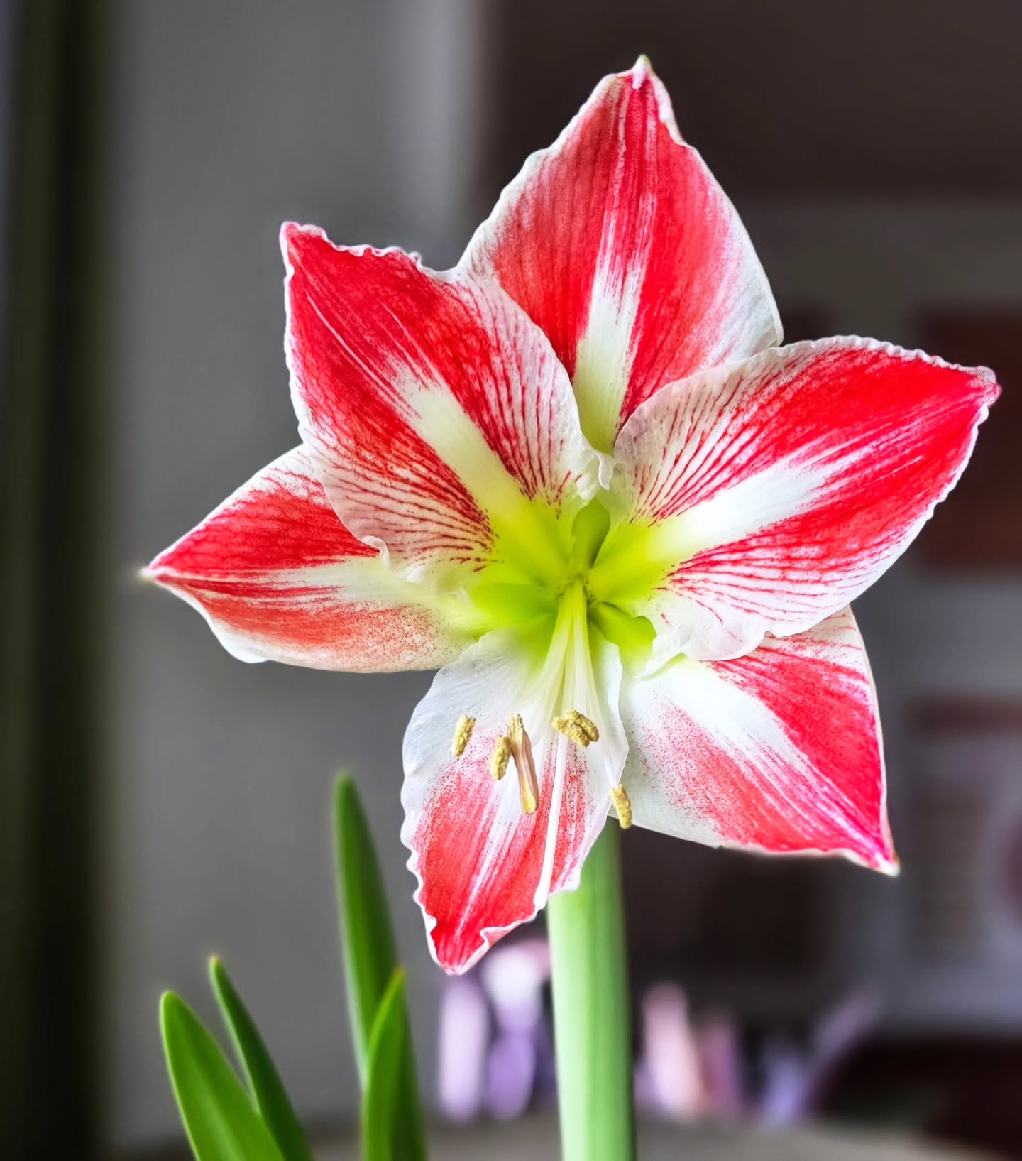First amaryllis of the season!