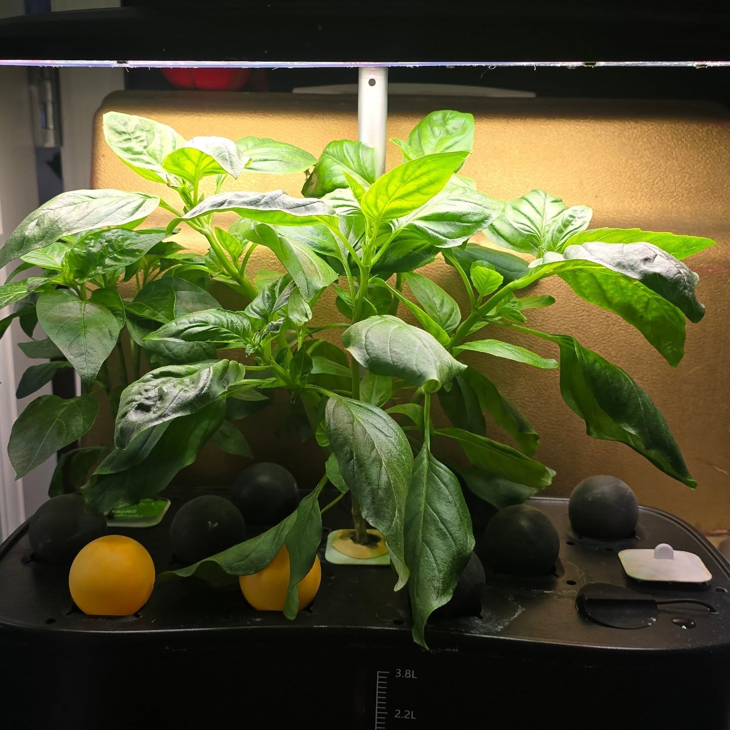 Just a quick inventory of the indoor garden: 1. Siam Queen…